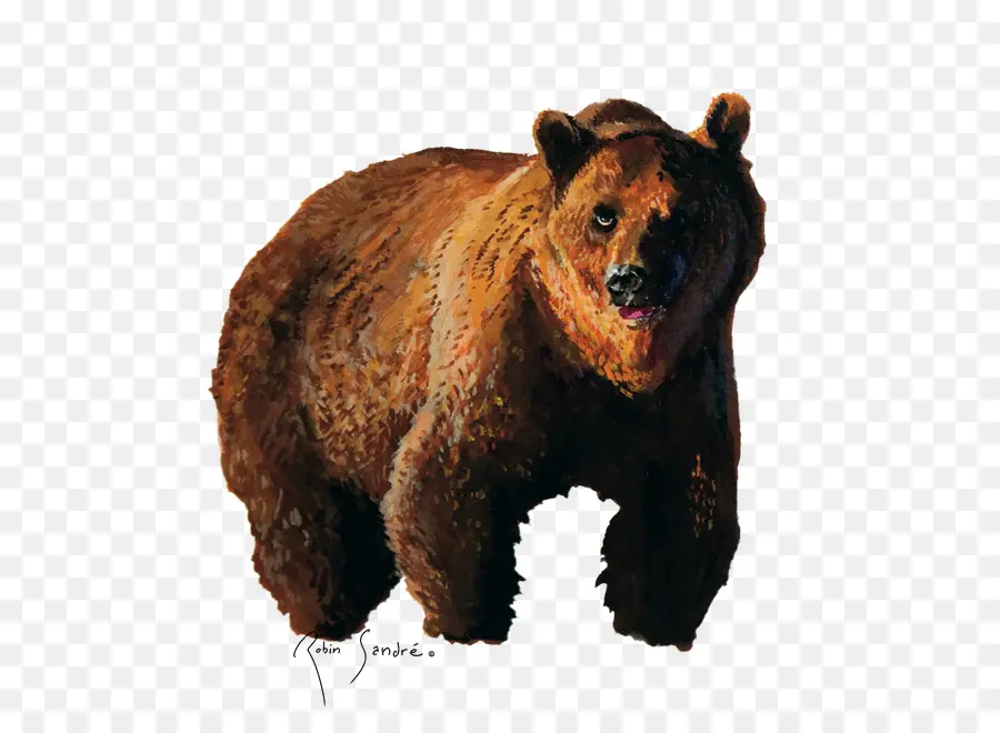 Urso，Animais Selvagens PNG