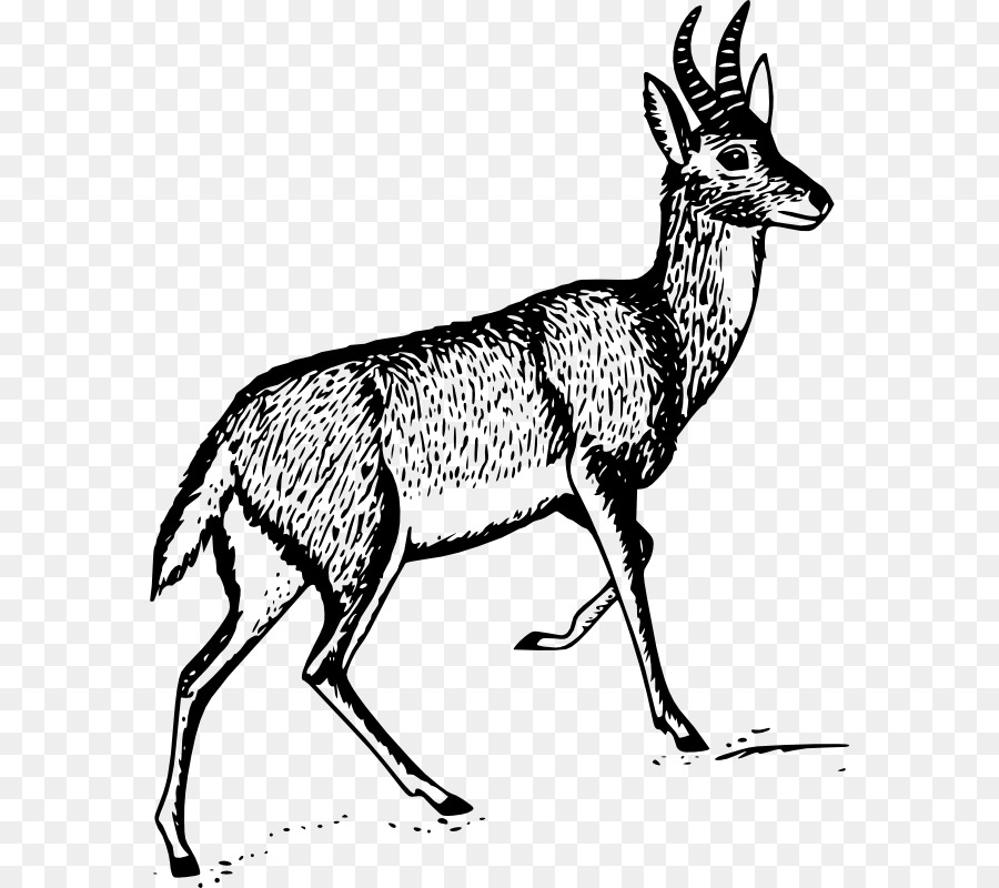 Antelope，Bohor Reedbuck PNG