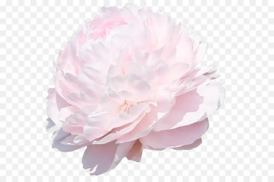 Flor Branca，Florescer PNG