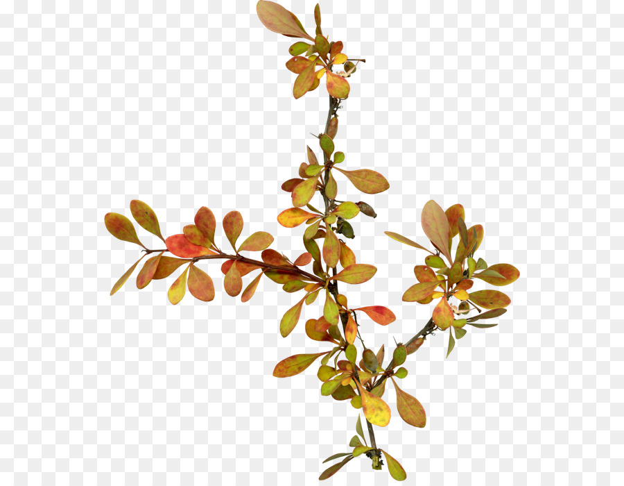 Moldura De Flores，Floral PNG