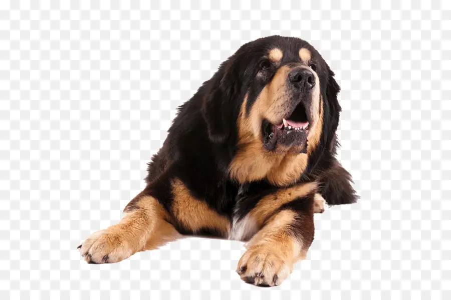 Cachorro，Pelo Preto PNG