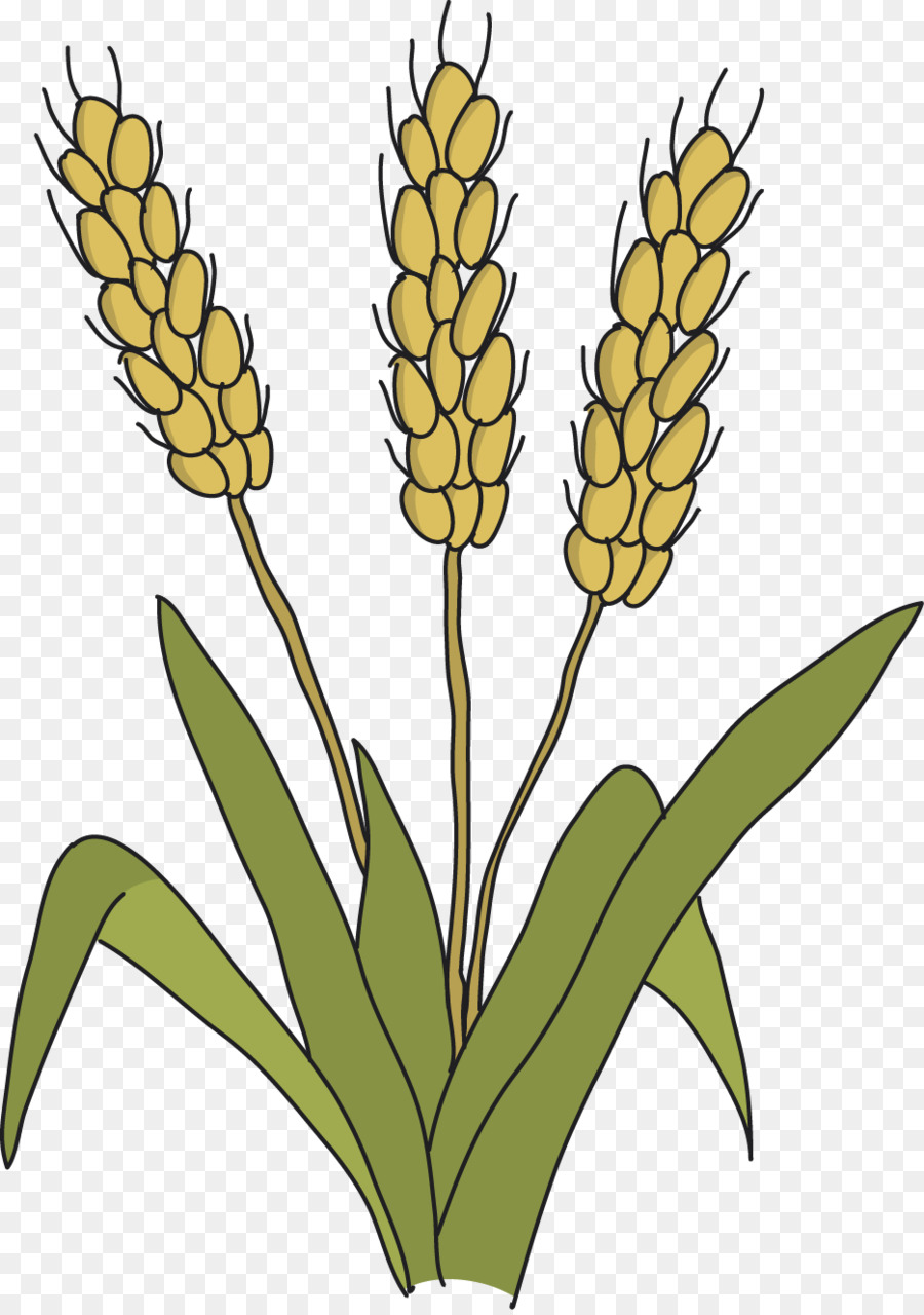 Planta De Arroz，Grão PNG