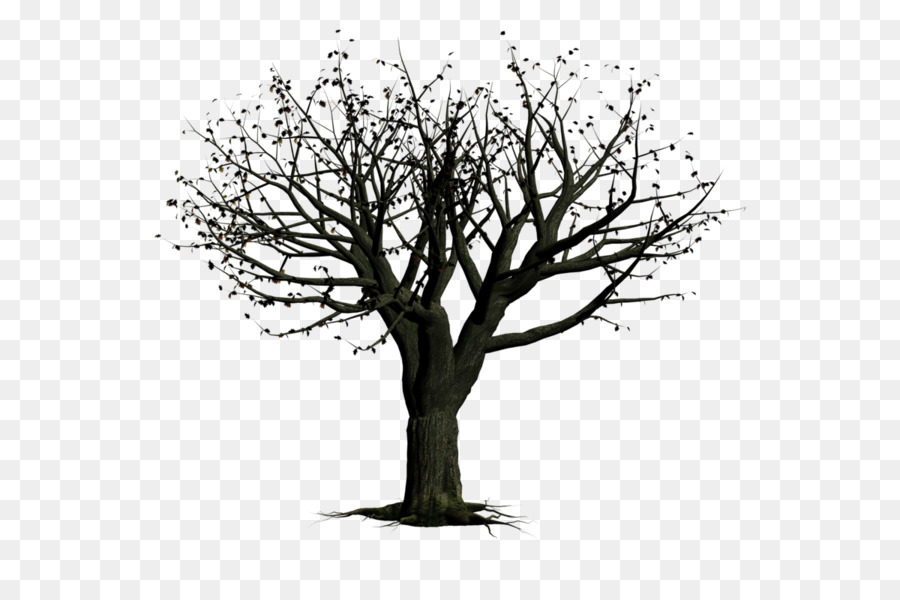 árvore，Snag PNG