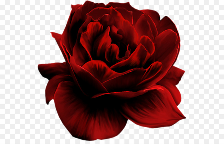 Rosa Vermelha，Florescer PNG