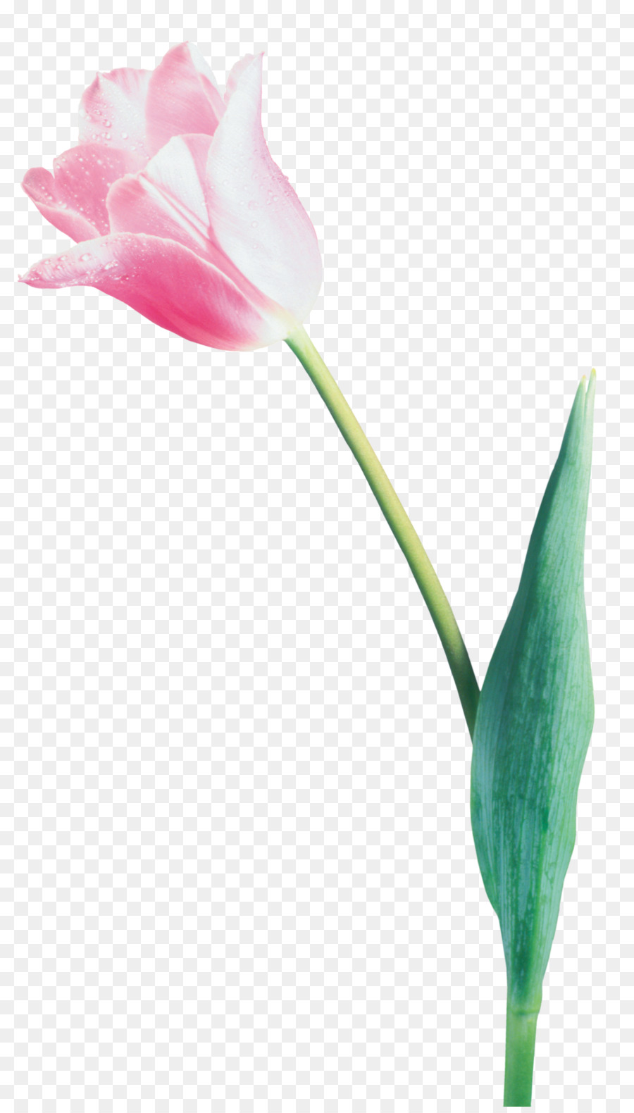 Tulip，Flor PNG