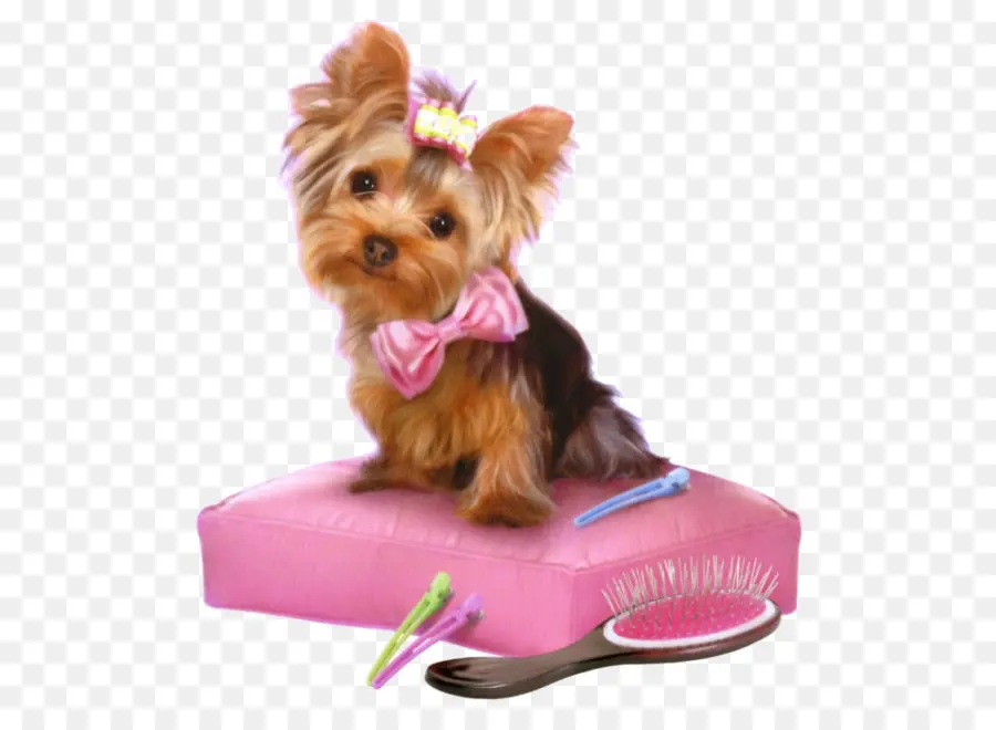 Cachorro Fofo，Yorkshire Terrier PNG