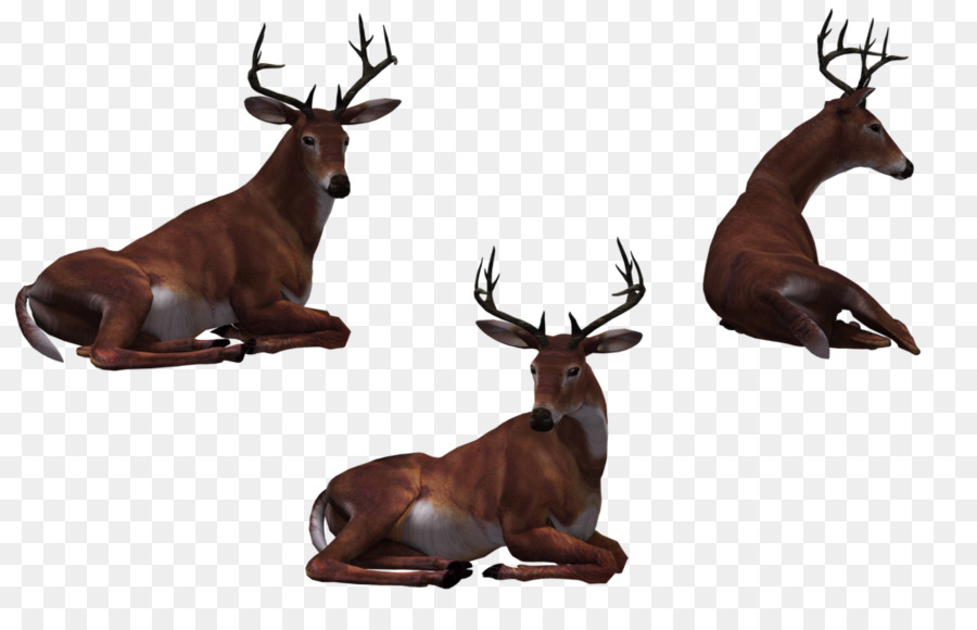 Deer，Veados Sika PNG