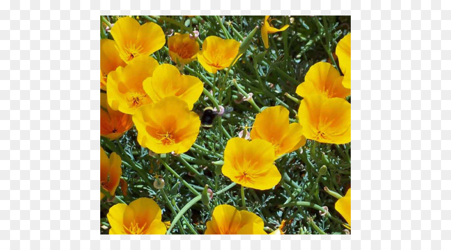 California Poppy，Papoula PNG