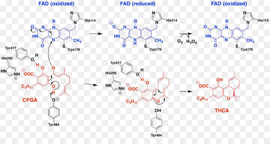 Tetrahydrocannabinolic Sintase De ácido，Tetrahydrocannabinolic ácido PNG