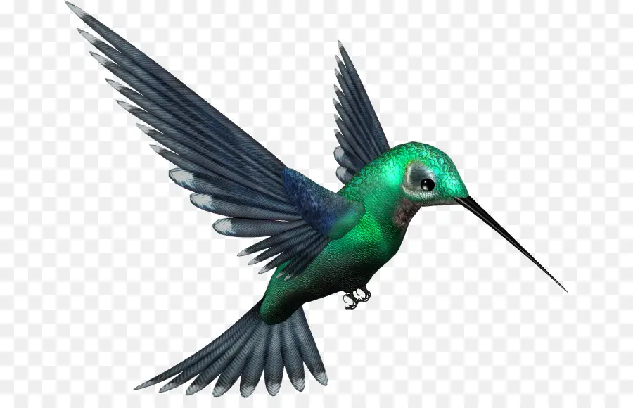 Colibri，Pássaro PNG