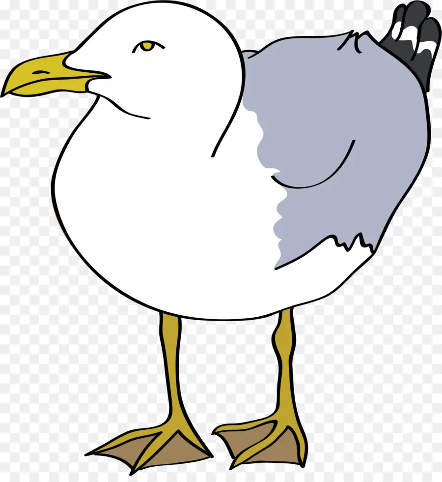 Gaivota，Pássaro PNG