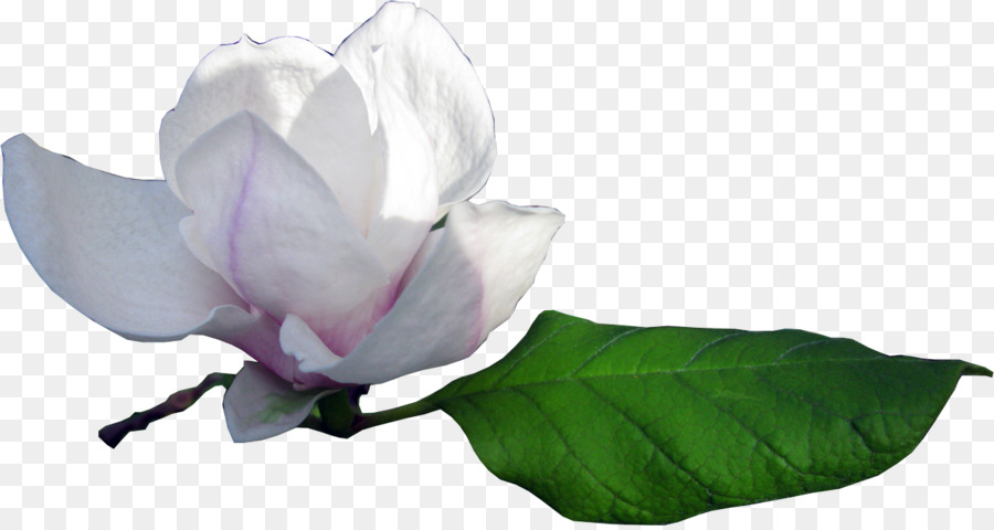 Magnolia，A Floração Da Planta PNG