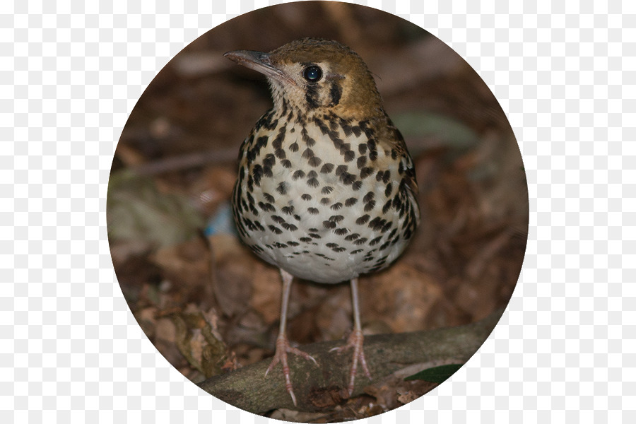 Krantzkloof Reserva Natural，Aves PNG