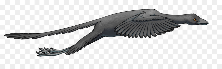 O Archaeopteryx，Aves PNG