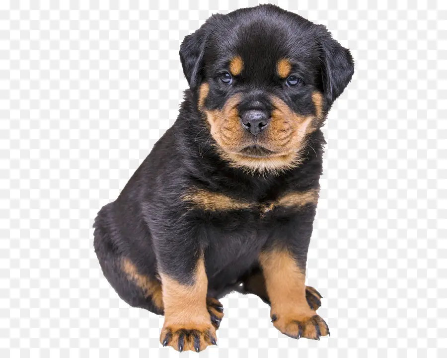 Rottweiler，Filhote De Cachorro PNG