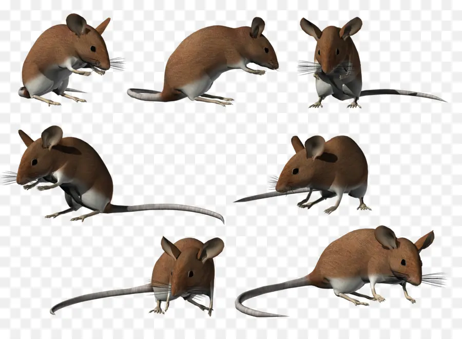 Ratos，Roedores PNG