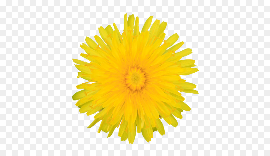 Flor Amarela，Florescer PNG