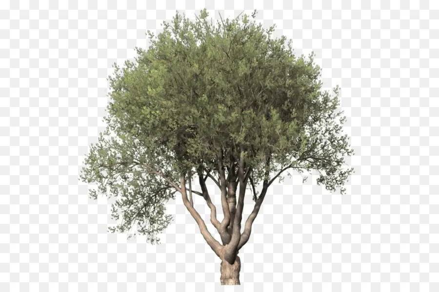 árvore，Desenho De árvores PNG