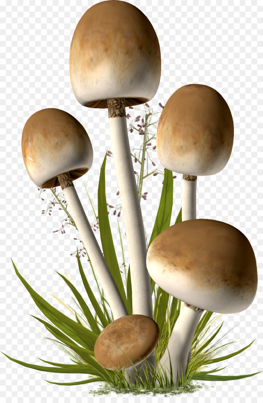 Cogumelos，Fungos PNG