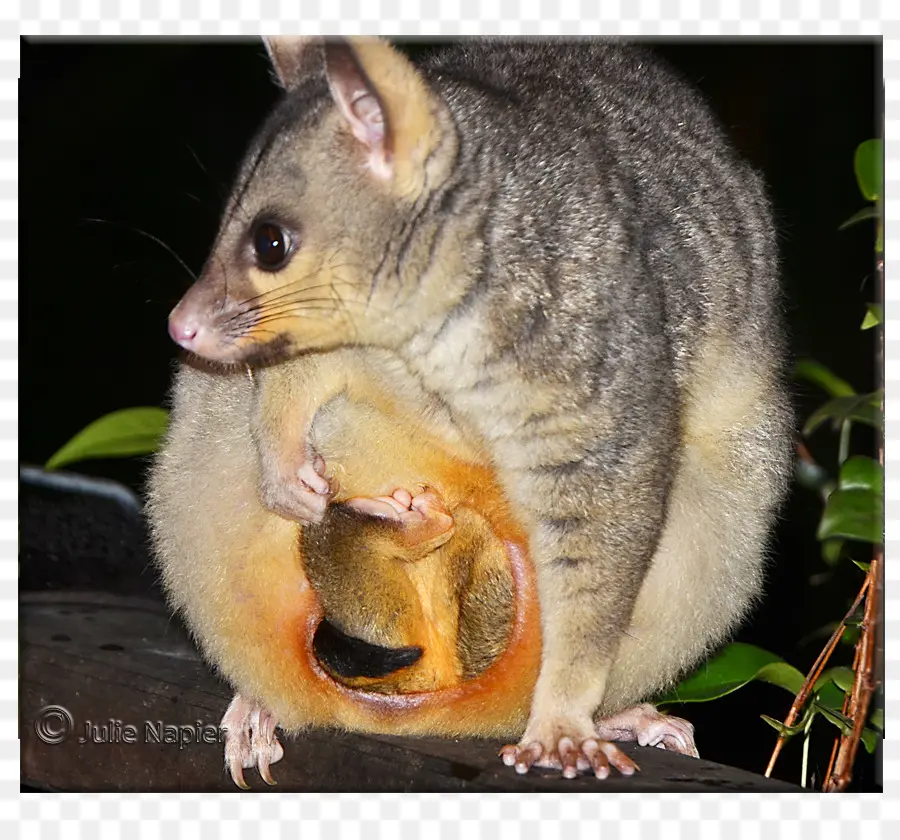 Gambá，Marsupial PNG