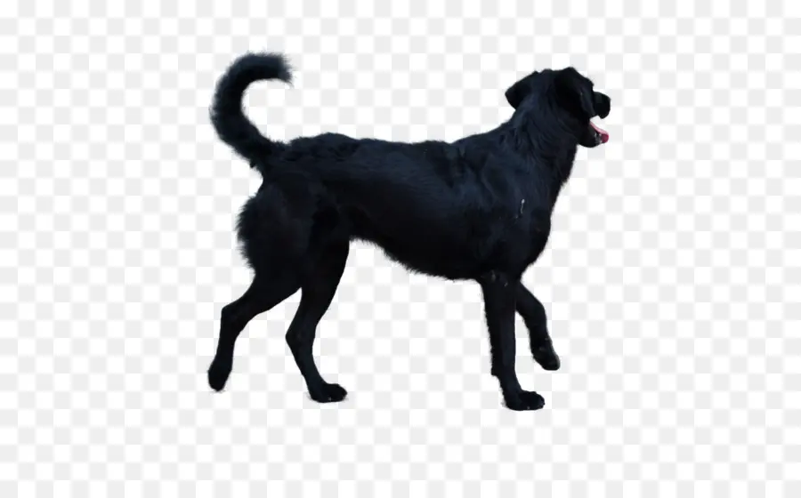 Cachorro Preto，Bicho De Estimação PNG