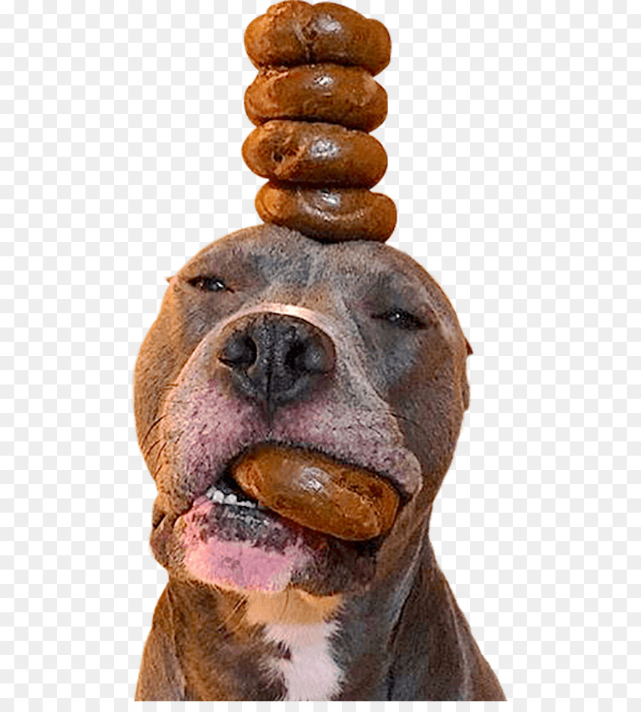 Cão，Bagel Cão PNG