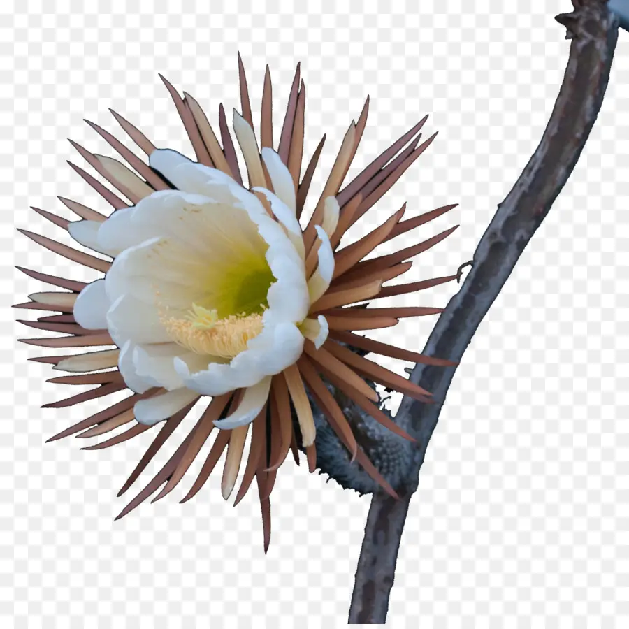 Flor，Florescer PNG