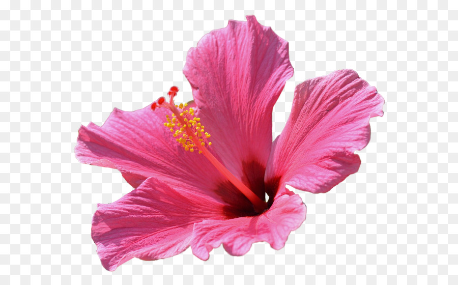 Hibisco，Florescer PNG