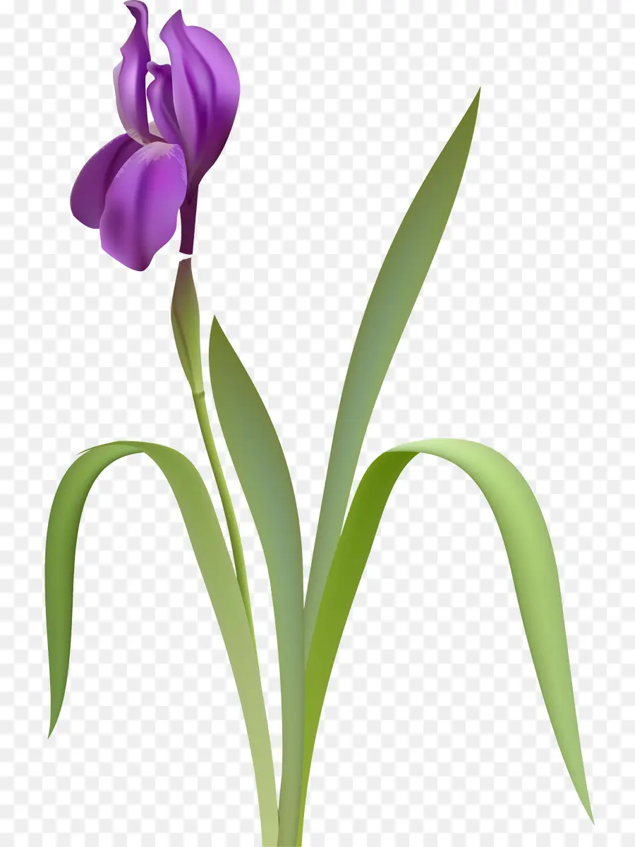 Flor，Iris PNG