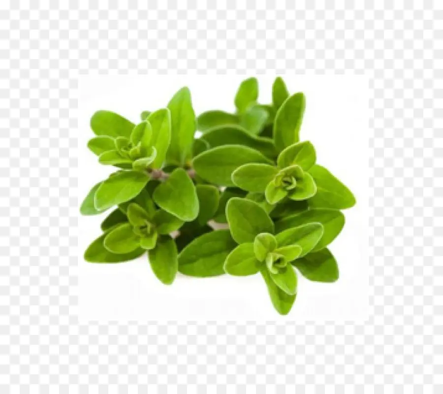 Erva Verde，Folhas PNG