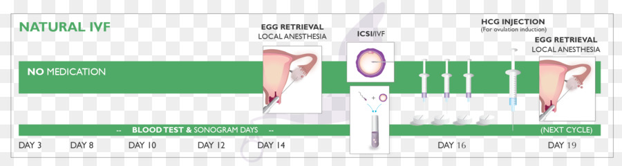 Fertilização In Vitro，Natural De Ciclo De Fertilização In Vitro PNG