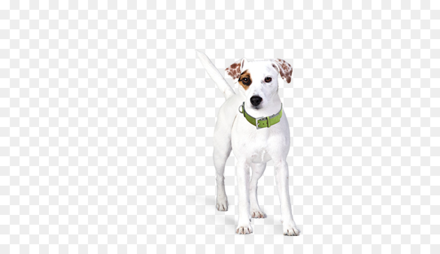 Parson Russell Terrier，Jack Russell Terrier PNG