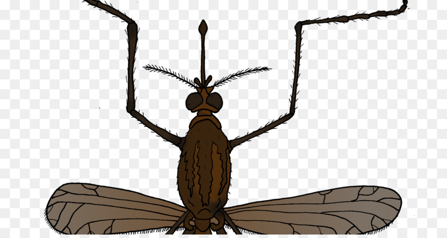 Inseto，Mosquito PNG