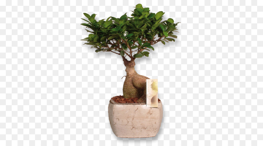 Árvore Bonsai，Pote PNG