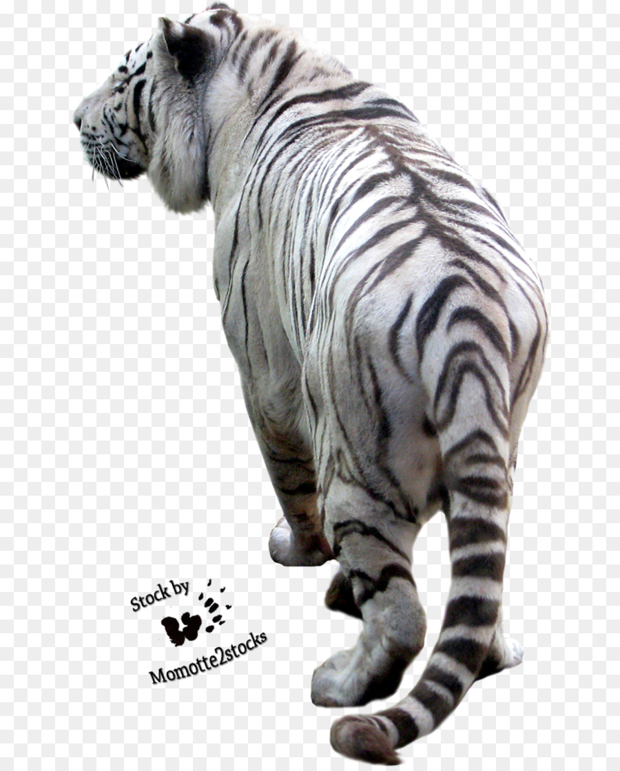 Tigre Branco，Listras PNG