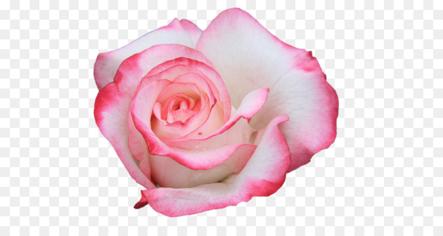 Rosa，Florescer PNG