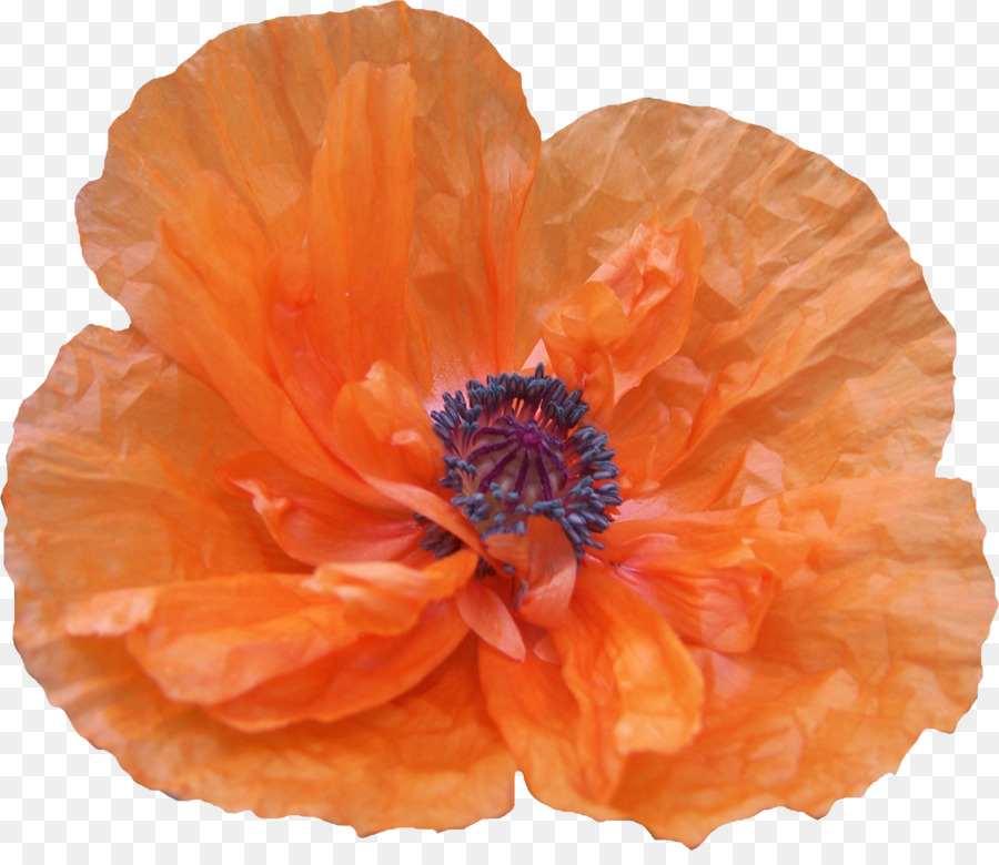 Flor Laranjeira，Florescer PNG