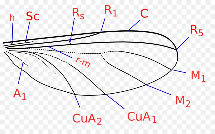 Mycetophilidae，Mosquito PNG