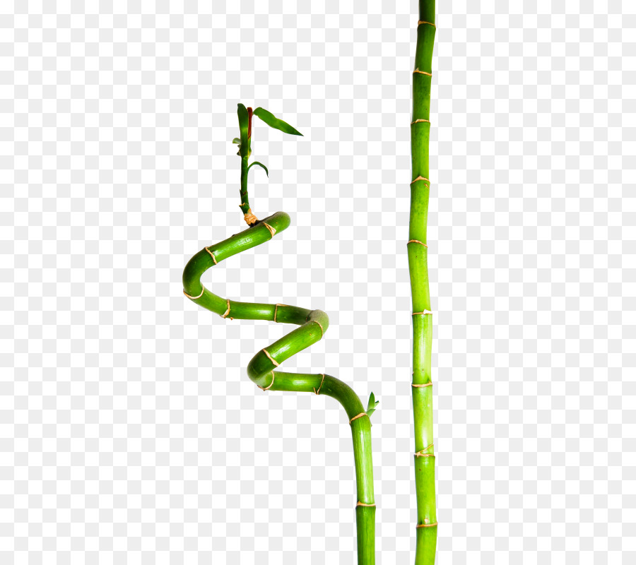 Sorte De Bambu，Bambu PNG