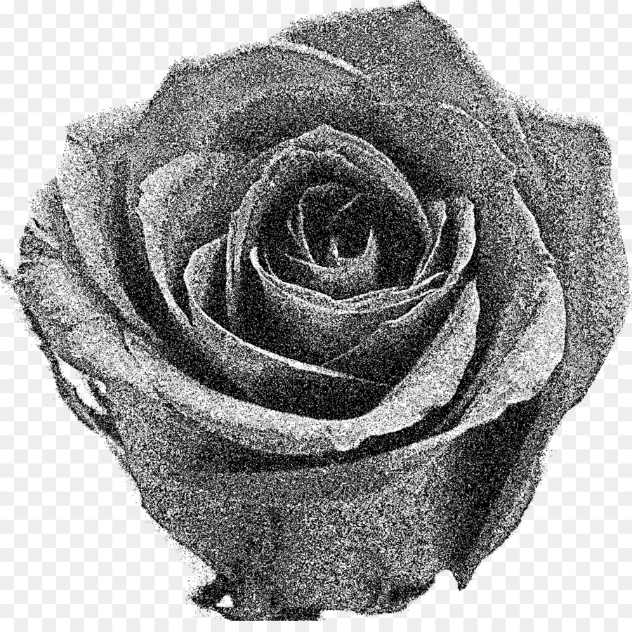 Rosa，Preto PNG