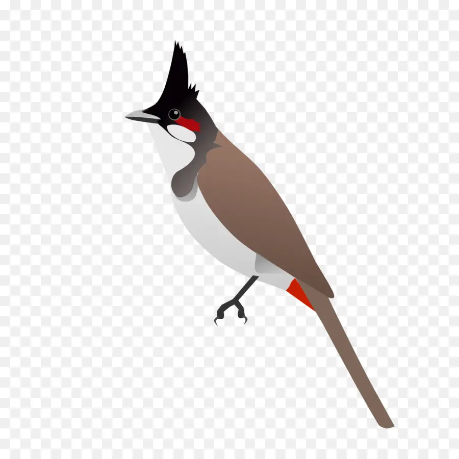 Aves，Redwhiskered Bulbul PNG