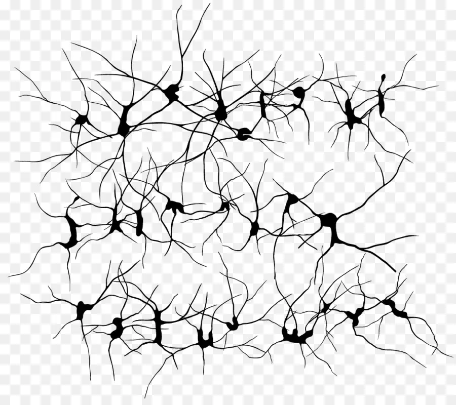 Neurônio，Arte De Linha PNG