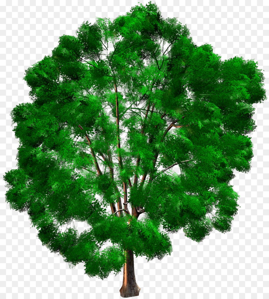 Árvore Verde，Natureza PNG