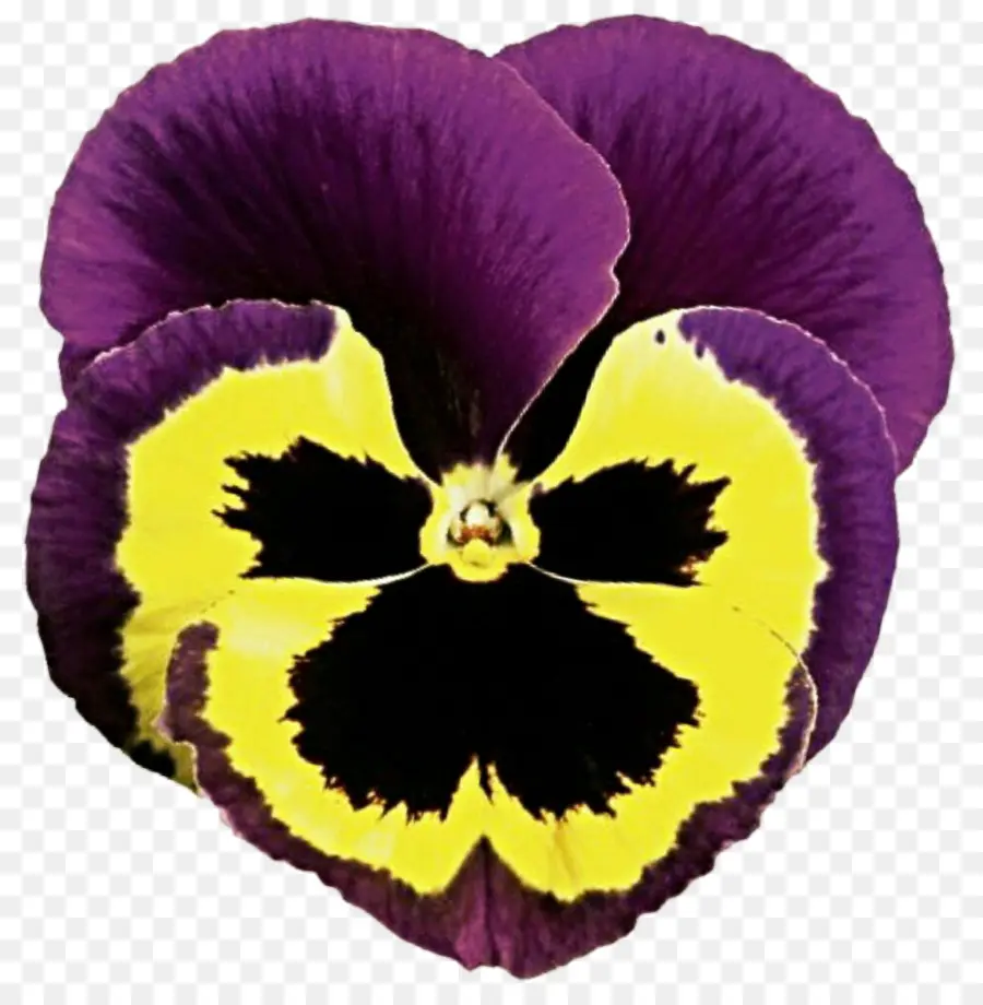 Flor De Amor Perfeito，Pétalas PNG