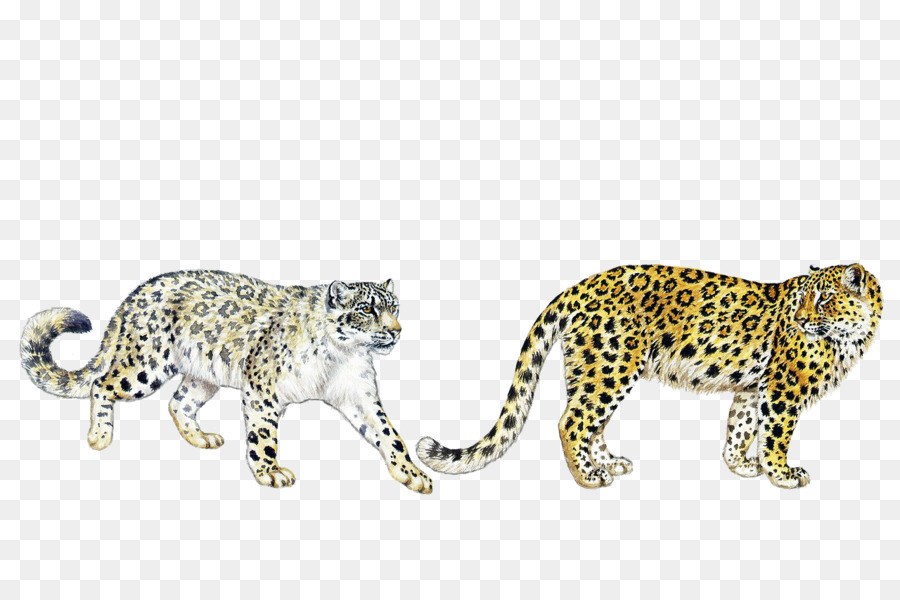 Gatos Selvagens Do Mundo，Leopard PNG
