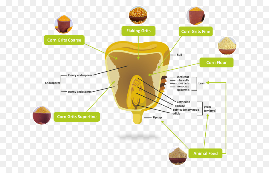 Diagrama De Processamento De Milho，Milho PNG