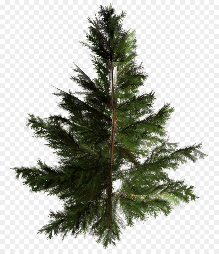 árvore，árvore De Natal PNG