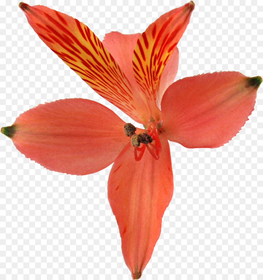 Flor Colorida，Florescer PNG