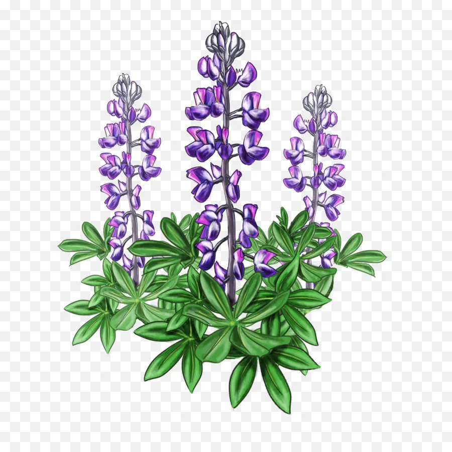 Tremoço，Bluebonnet PNG