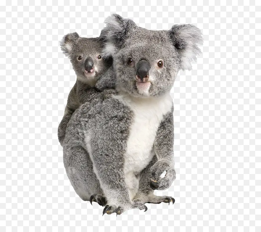 Billabong Parque De Animais，Koala PNG